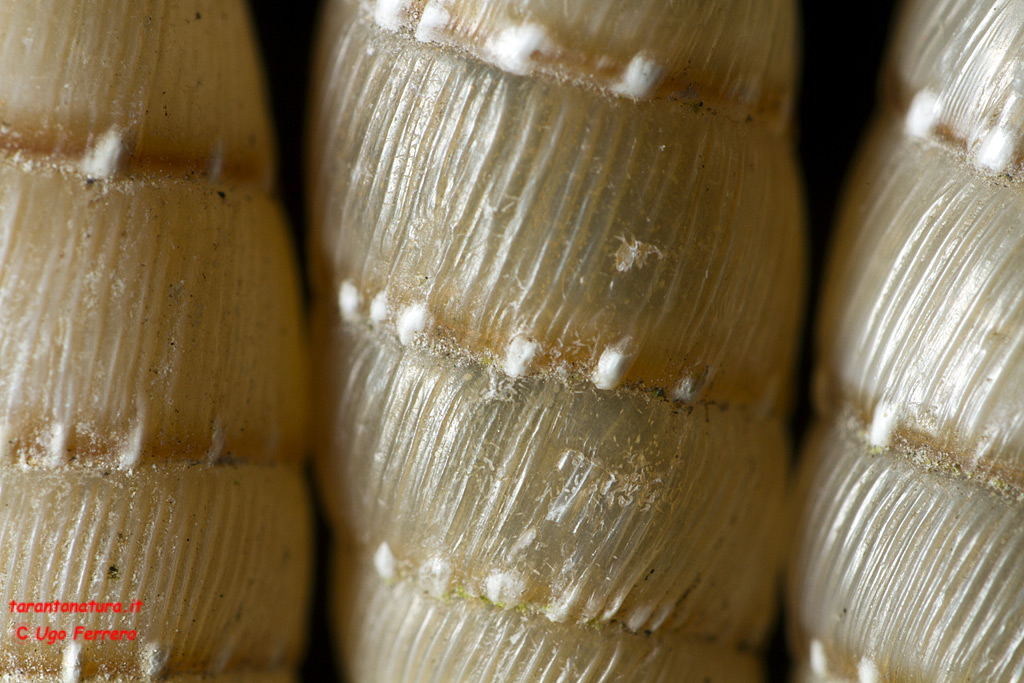 Papillifera bidens
